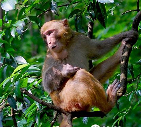 十二生肖猴子|十二生肖文化 猴的来历、传说、寓意和象征